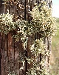 Attēlu rezultāti vaicājumam “Evernia mesomorpha”