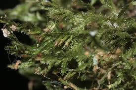 Attēlu rezultāti vaicājumam “Neckera pennata”