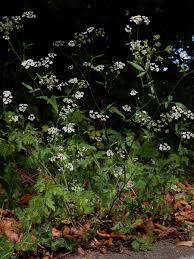 Attēlu rezultāti vaicājumam “Torilis japonica leaf”