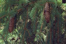 Attēlu rezultāti vaicājumam “Picea abies fruit”