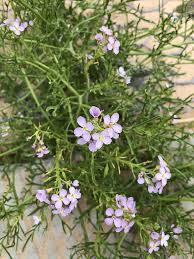 Attēlu rezultāti vaicājumam “Cakile maritima subsp. baltica flower”