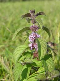 Attēlu rezultāti vaicājumam “Mentha x verticillata leaf”