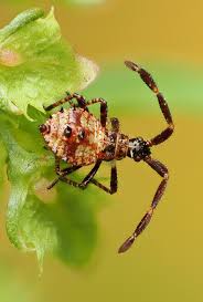 Attēlu rezultāti vaicājumam “Coreus marginatus nymph”