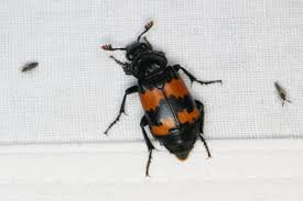 Attēlu rezultāti vaicājumam “Nicrophorus investigator imago”