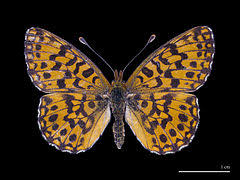 Attēlu rezultāti vaicājumam “Boloria dia”