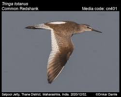 Attēlu rezultāti vaicājumam “Tringa totanus adult”