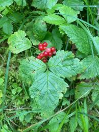 Attēlu rezultāti vaicājumam “Rubus saxatilis fruit”