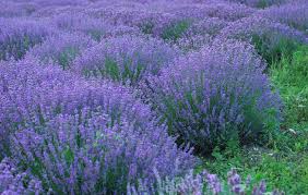 Image result for Lavendel