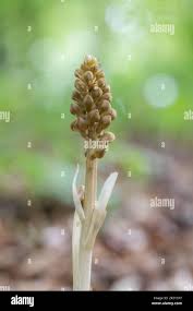 Attēlu rezultāti vaicājumam “Neottia nidus-avis bud”