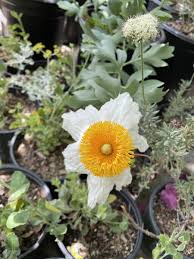 Image result for Romneya coulteri