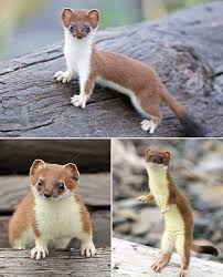 Attēlu rezultāti vaicājumam “Mustela erminea”