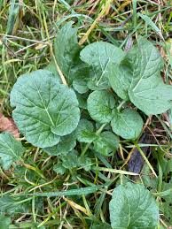 Attēlu rezultāti vaicājumam “Barbarea vulgaris subsp. arcuata fruit”
