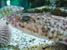Image result for Scyliorhinus canicula