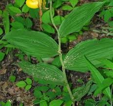 Attēlu rezultāti vaicājumam “Cypripedium calceolus leaf”