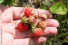 Attēlu rezultāti vaicājumam “Fragaria viridis”