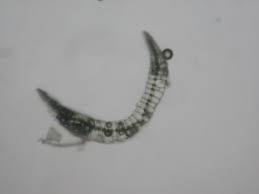 Attēlu rezultāti vaicājumam “Leucobryum juniperoideum”