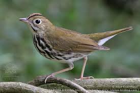 Image result for Seiurus aurocapilla