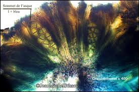 Attēlu rezultāti vaicājumam “Megalaria grossa”