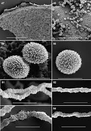 Attēlu rezultāti vaicājumam “Comatricha fragilis spores”