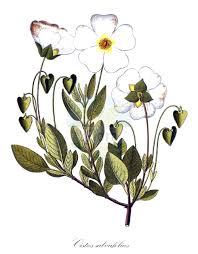 Attēlu rezultāti vaicājumam “Cistaceae”