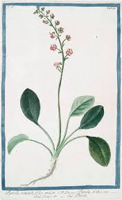 Attēlu rezultāti vaicājumam “Pyrola rotundifolia leaf”