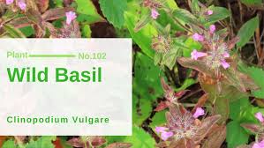 Attēlu rezultāti vaicājumam “Clinopodium vulgare fruit”