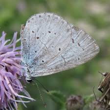 Attēlu rezultāti vaicājumam “Celastrina argiolus male”