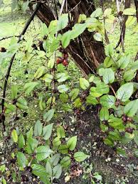 Attēlu rezultāti vaicājumam “Lonicera ferdinandii”