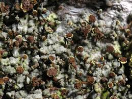 Attēlu rezultāti vaicājumam “Chaenotheca chlorella”