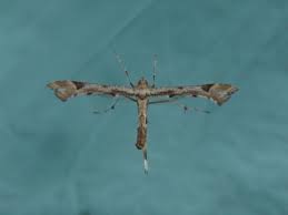 Attēlu rezultāti vaicājumam “Platyptilia gonodactyla imago”