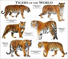 Kuvahaun tulos haulle tigers