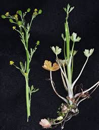 Attēlu rezultāti vaicājumam “Ranunculus sceleratus”