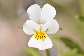 Attēlu rezultāti vaicājumam “Viola arvensis flower”