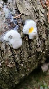 Attēlu rezultāti vaicājumam “Stemonitis flavogenita”