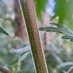 Attēlu rezultāti vaicājumam “Leonurus quinquelobatus leaf”