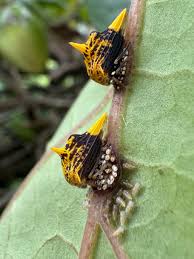 Attēlu rezultāti vaicājumam “Membracidae”