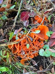 Attēlu rezultāti vaicājumam “Aleuria aurantia”