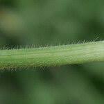 Attēlu rezultāti vaicājumam “Brachypodium sylvaticum leaf”