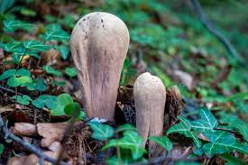 Attēlu rezultāti vaicājumam “Clavariadelphus pistillaris”