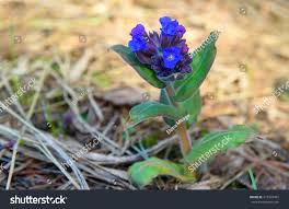 Attēlu rezultāti vaicājumam “Pulmonaria angustifolia leaf”