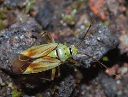 Attēlu rezultāti vaicājumam “Closterotomus biclavatus nymph”