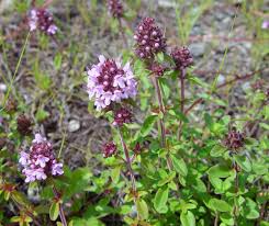 Attēlu rezultāti vaicājumam “Thymus pulegioides leaf”