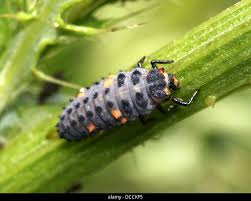 Attēlu rezultāti vaicājumam “Coccinella septempunctata larva”