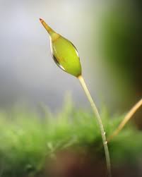 Attēlu rezultāti vaicājumam “Diderma tigrinum young”