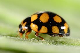 Attēlu rezultāti vaicājumam “Coccinula quatuordecimpustulata”