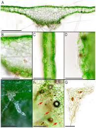 Attēlu rezultāti vaicājumam “Marchantiopsida”