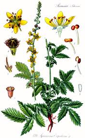 Image result for Agrimonia eupatoria