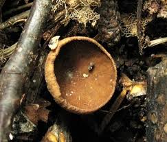 Attēlu rezultāti vaicājumam “Rutstroemia firma”