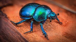 Attēlu rezultāti vaicājumam “Trypocopris vernalis”