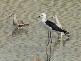 Attēlu rezultāti vaicājumam “Philomachus pugnax adult”